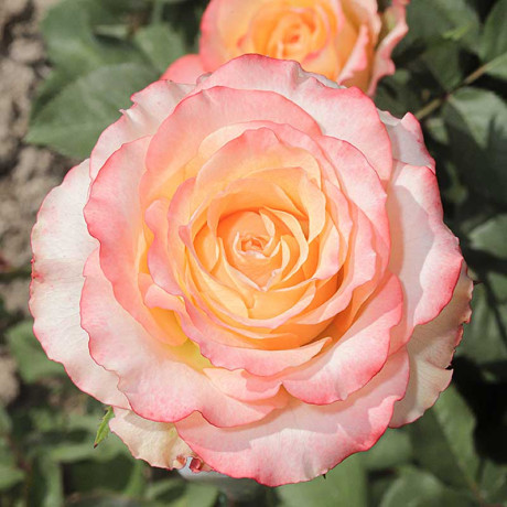 Роза чайно-гибридная Дуэт Садовита