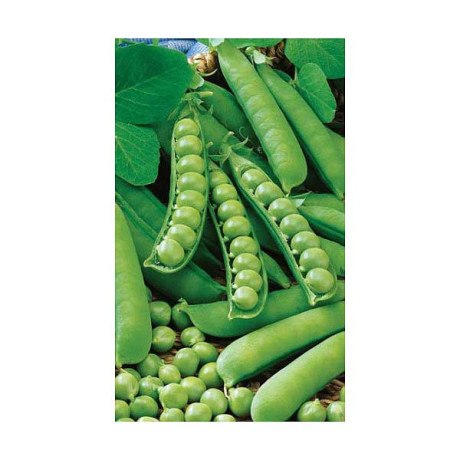 Горох Сахарный 2 Марс Б