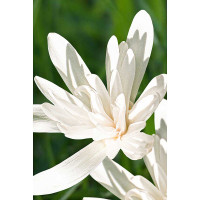 Колхикум Альбопленум 13/+ 1 шт Садовита