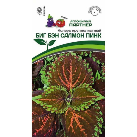 Колеус Биг Бэн Салмон Пинк Партнер Ц