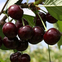 Черешня Подарок Степанова Садовита