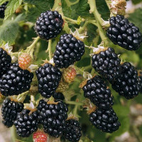 Ежевика Торнфри Садовита