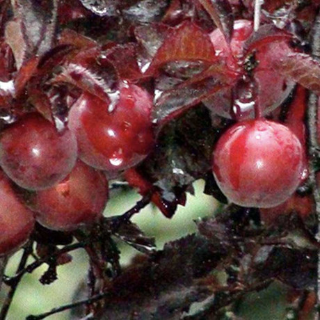 Персик Бургунди Садовита