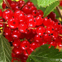 Смородина красная Дарница Садовита