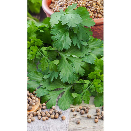 Кориандр Тарзан 1гр Greenomica/Садовита Ц