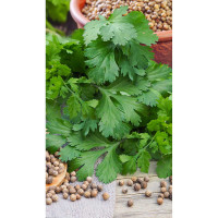 Кориандр Тарзан 1гр Greenomica/Садовита Ц