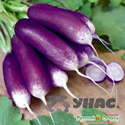 Редис Полезный завтрак НК Цх10