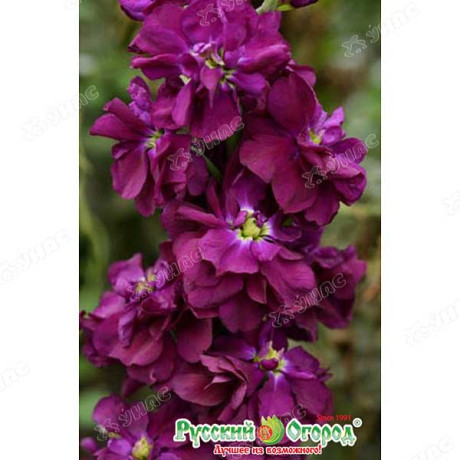 Левкой Синий Викинг НК Ц