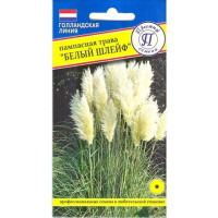 Пампасная трава Белый Шлейф Престиж Ц х10