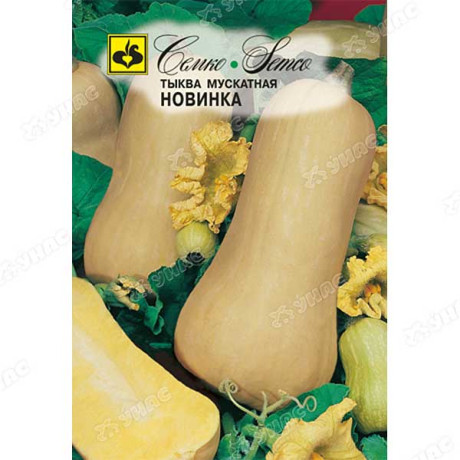 Тыква Новинка Семко Ц