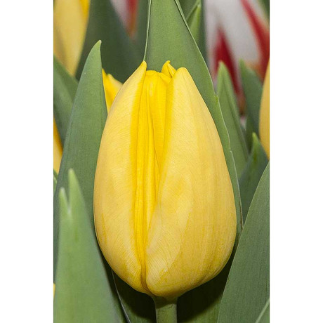 22045 Шоу-Бокс Тюльпан Авокадо 11/12 75 шт Садовита