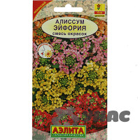 Алиссум Эйфория Аэлита Ц