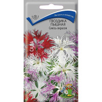 Гвоздика пышная Смесь Поиск Ц