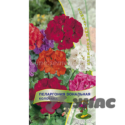 КОМ Пеларгония зональная Колорама Поиск Ц