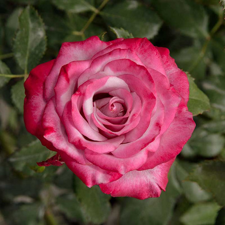 Роза чайно-гибридная Дип Перпл Садовита