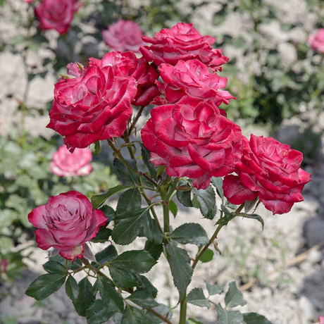 Роза чайно-гибридная Дип Перпл Садовита