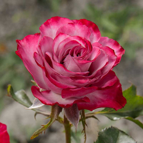 Роза чайно-гибридная Дип Перпл Садовита