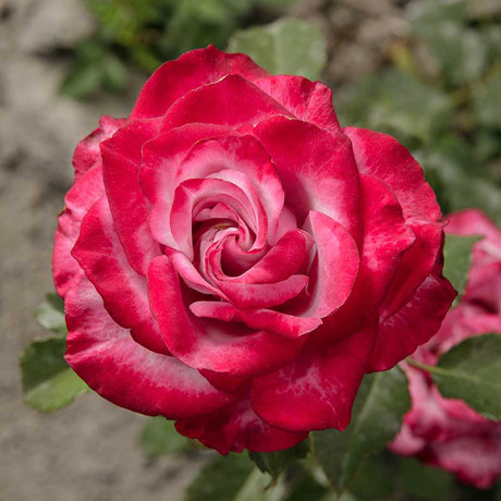 Роза чайно-гибридная Дип Перпл Садовита