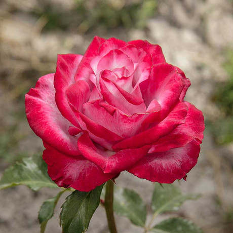 Роза чайно-гибридная Дип Перпл Садовита