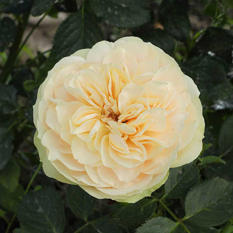 Роза шраб Шампань Рококо Садовита