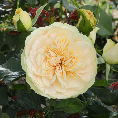 Роза шраб Шампань Рококо Садовита