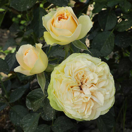 Роза шраб Шампань Рококо Садовита