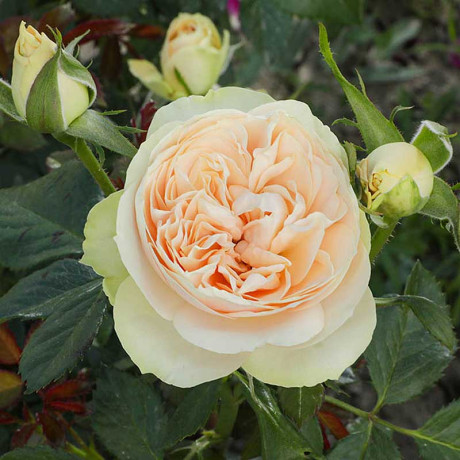 Роза шраб Шампань Рококо Садовита