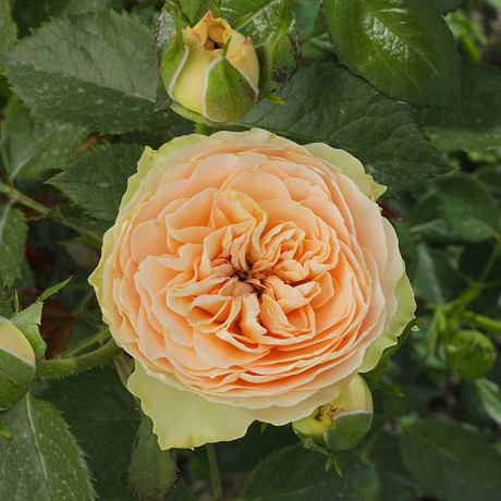 Роза шраб Шампань Рококо Садовита