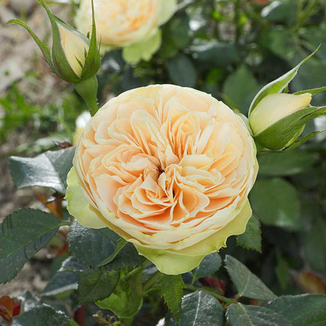 Роза шраб Шампань Рококо Садовита