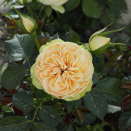 Роза шраб Шампань Рококо Садовита