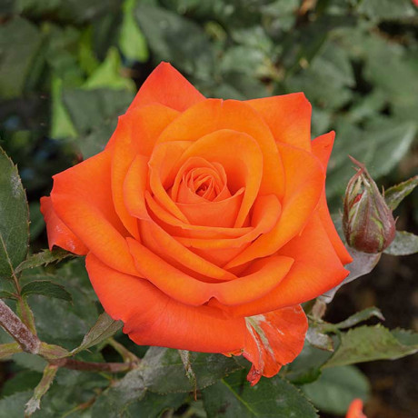 Роза чайно-гибридная Вау Садовита