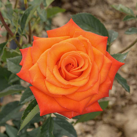 Роза чайно-гибридная Вау Садовита