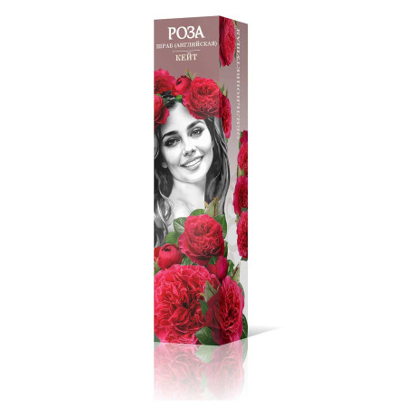Роза шраб Кейт (английская) Садовита