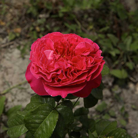 Роза шраб Кейт (английская) Садовита