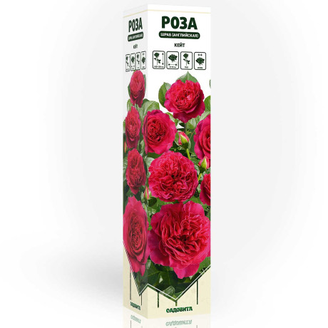 Роза шраб Кейт (английская) Садовита