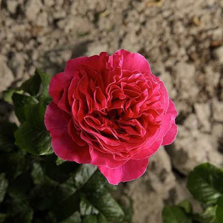 Роза шраб Кейт (английская) Садовита