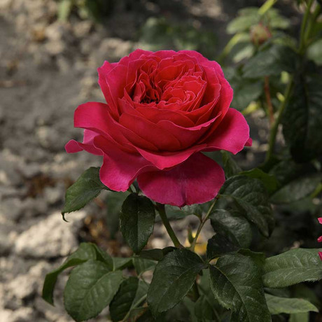 Роза шраб Кейт (английская) Садовита