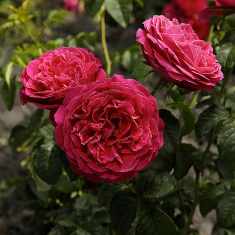 Роза шраб Кейт (английская) Садовита