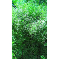 Семена Укроп Балконное чудо Марс Ц