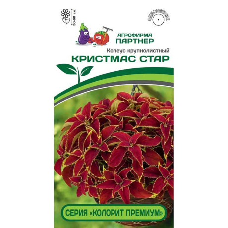 Колеус Премиум Кристмас Стар Партнер Ц