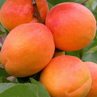 Абрикос Сардоникс Садовита