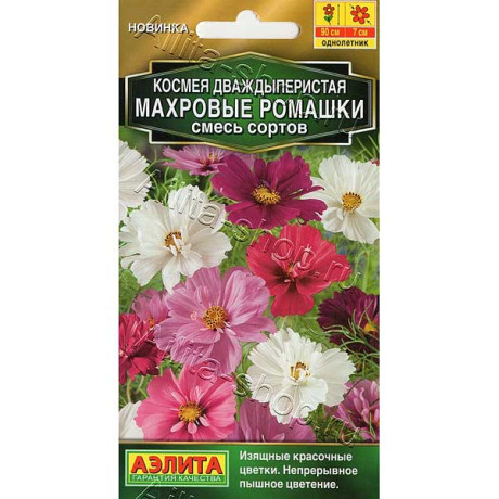 Космея Махровые ромашки Аэлита Ц