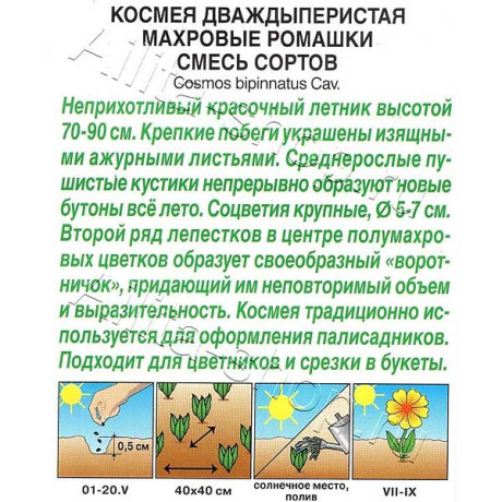 Космея Махровые ромашки Аэлита Ц