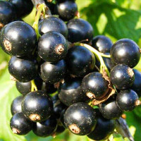 Смородина черная Багира Садовита