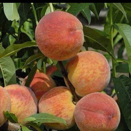 Персик Донской морозоустойчивый Садовита