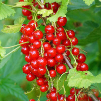 Смородина красная Императрица Садовита