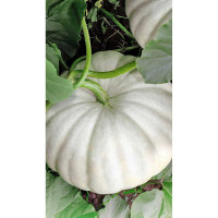 Тыква Крошка крупноплодная 6шт Садовита Ц