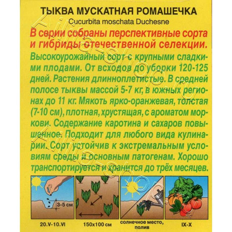 Семена Тыква Ромашечка Аэлита Ц x10