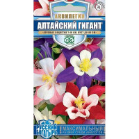Аквилегия Алтайский гигант НК