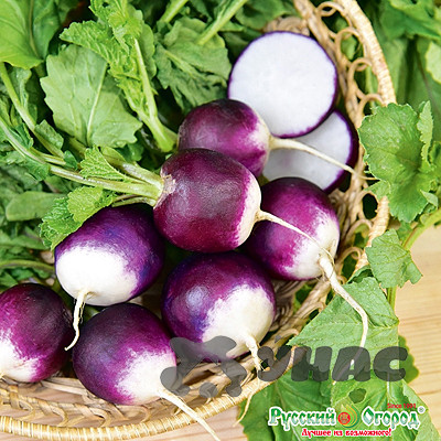 Редис Фиолетовый с белым кончиком НК Цх10
